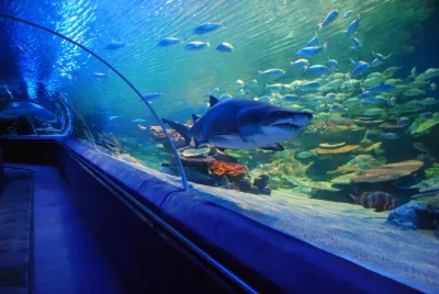 Un tunnel di vetro con squali che nuotano sopra la testa all'interno dell'Acquario di Istanbul